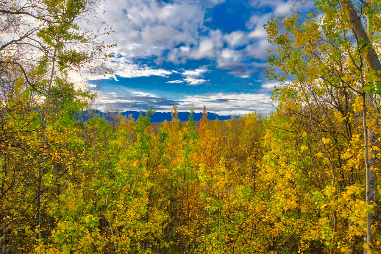 Back Deck HDR.jpg