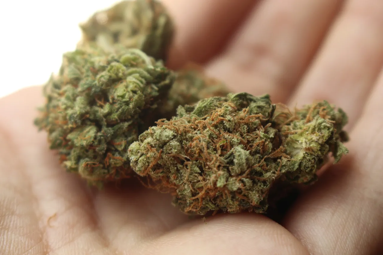 weed-2517251_1920.jpg
