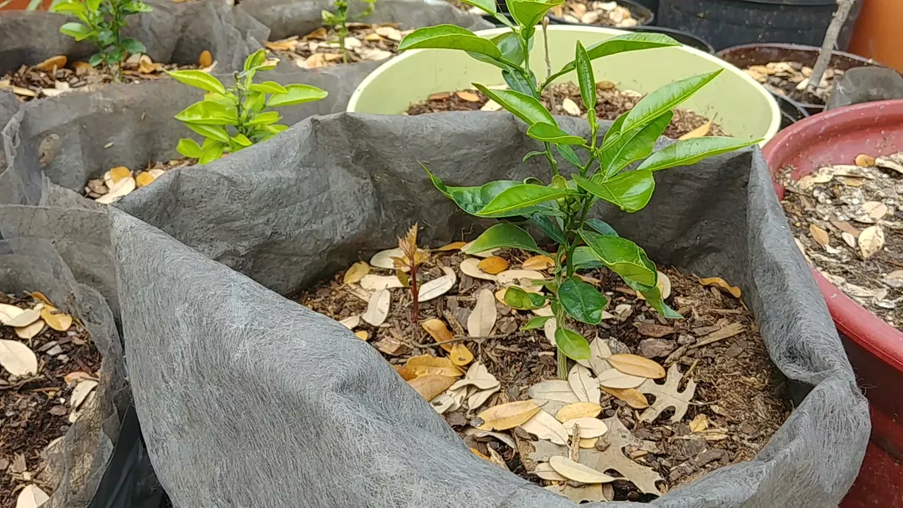 baby grapefruit.png