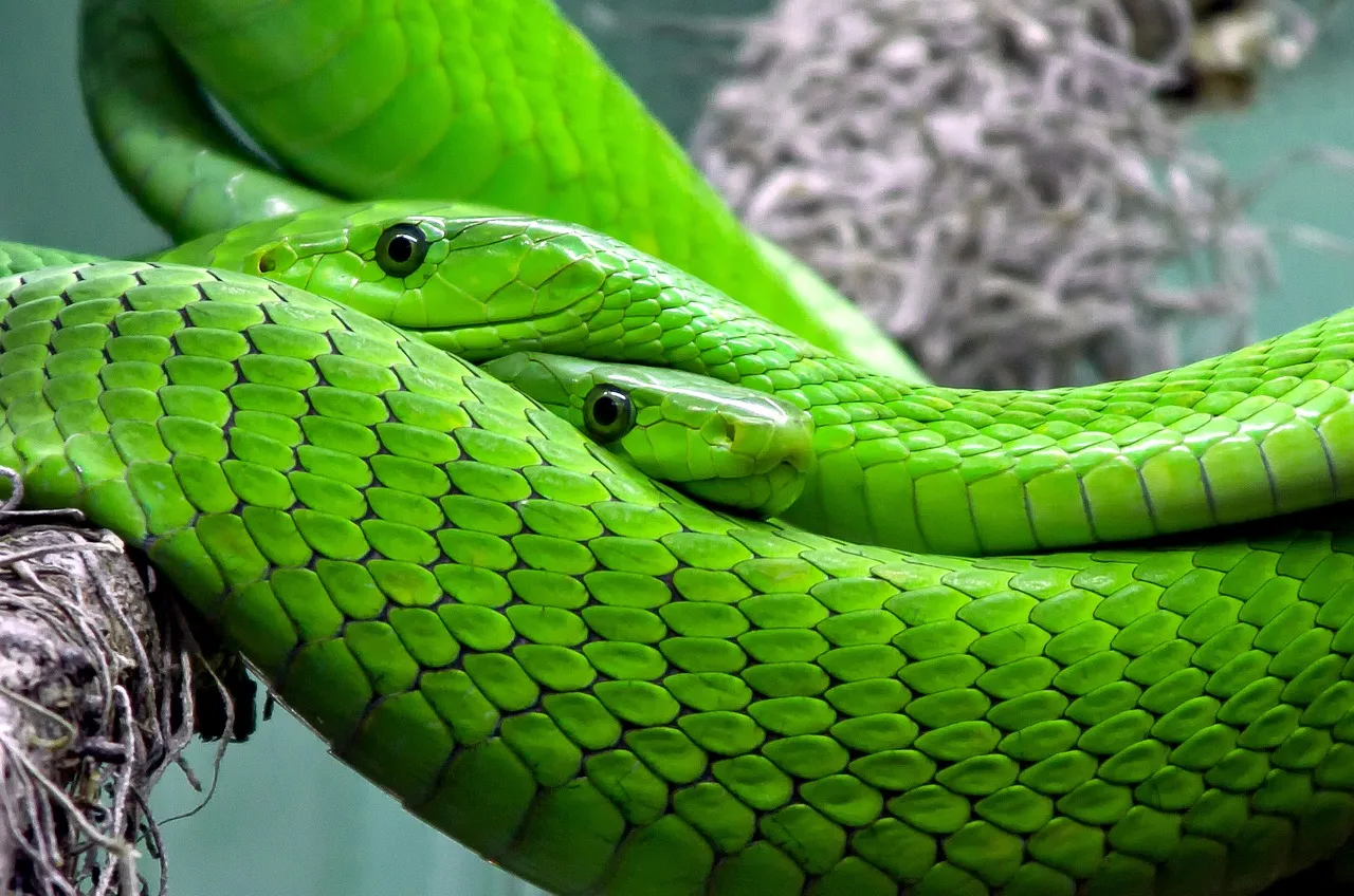 snake-653639_1280.jpg