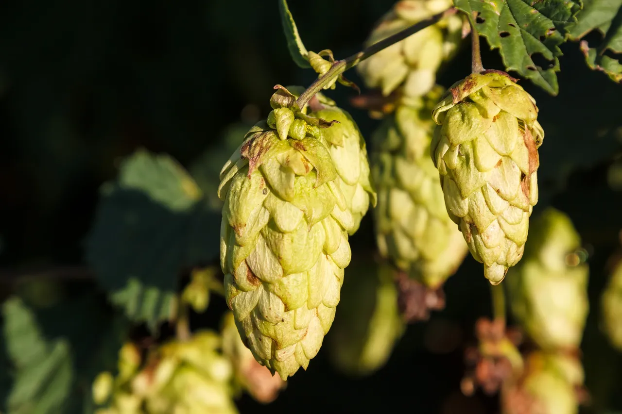 hops-1710240_1920.jpg