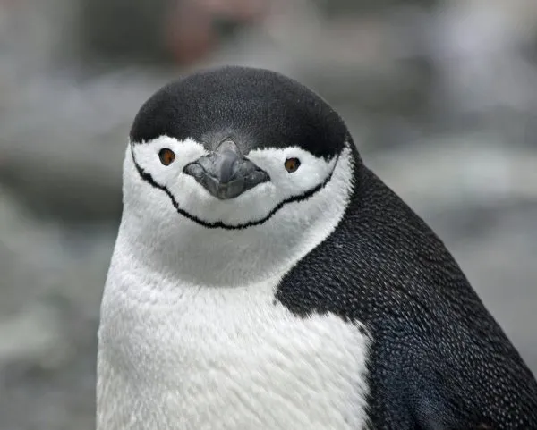 Chinstrap-Penguin.jpg