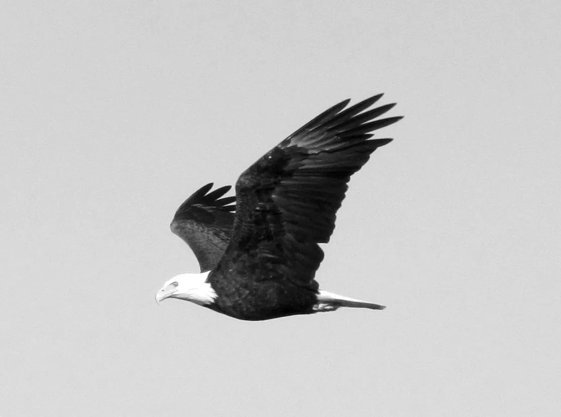 BW Bald Eagle.jpg