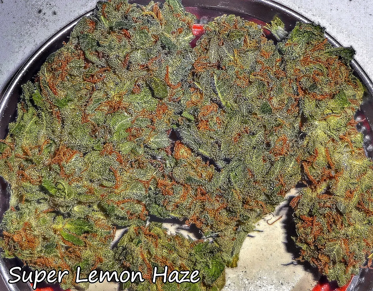 superlemonhaze309.JPG