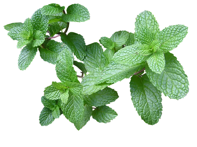 herb-2540568__480.png