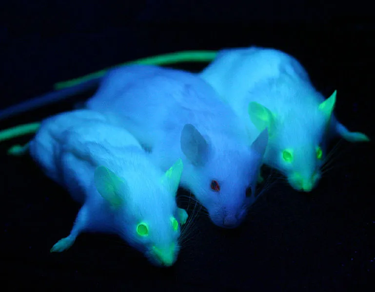 769px-GFP_Mice_01.jpg