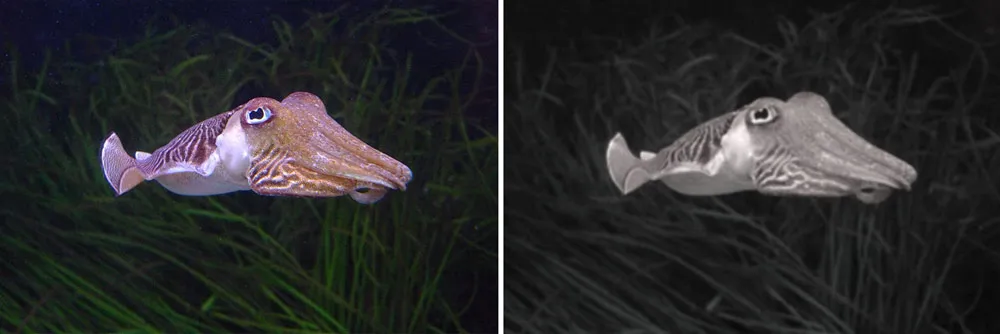 Cuttlefish-Vision.jpg