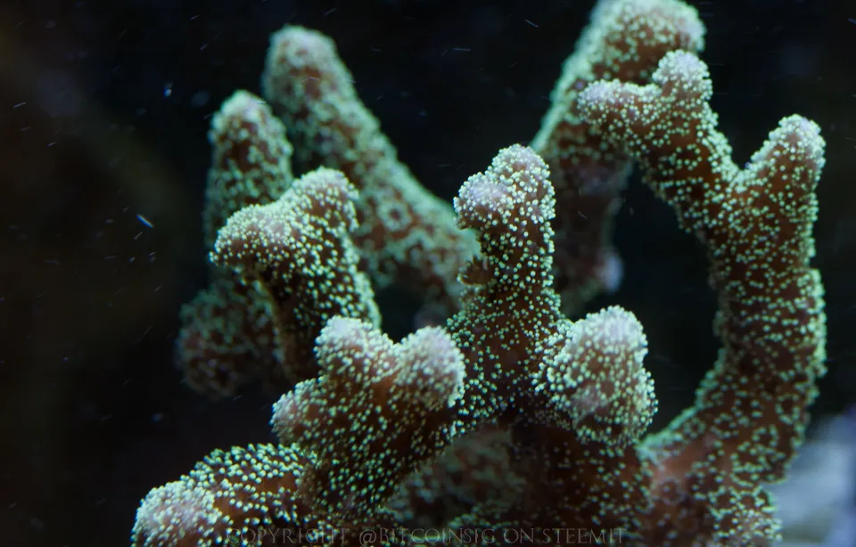 tank pics 005.jpg