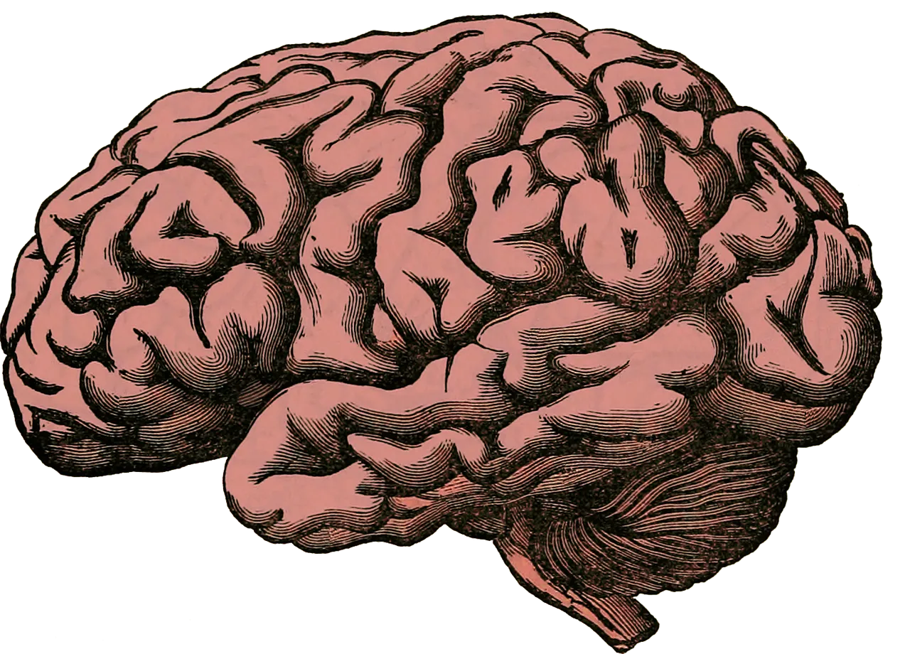 brain-512758_1280.png