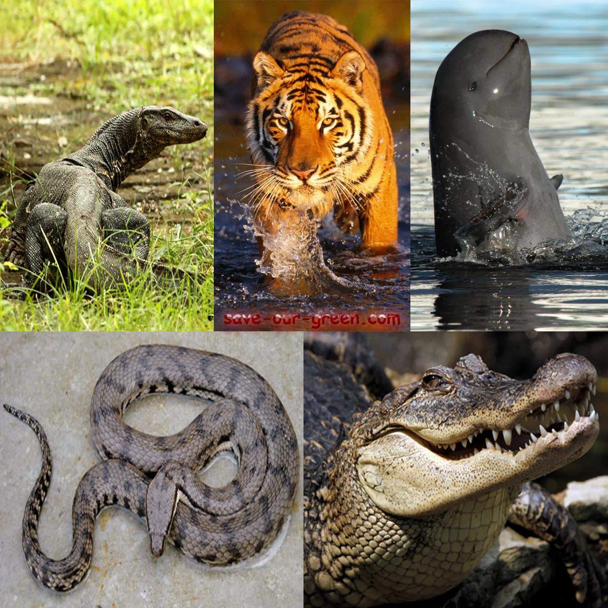 sundarbansanimals.jpg