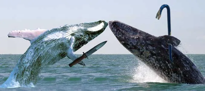 whales fighting.jpg