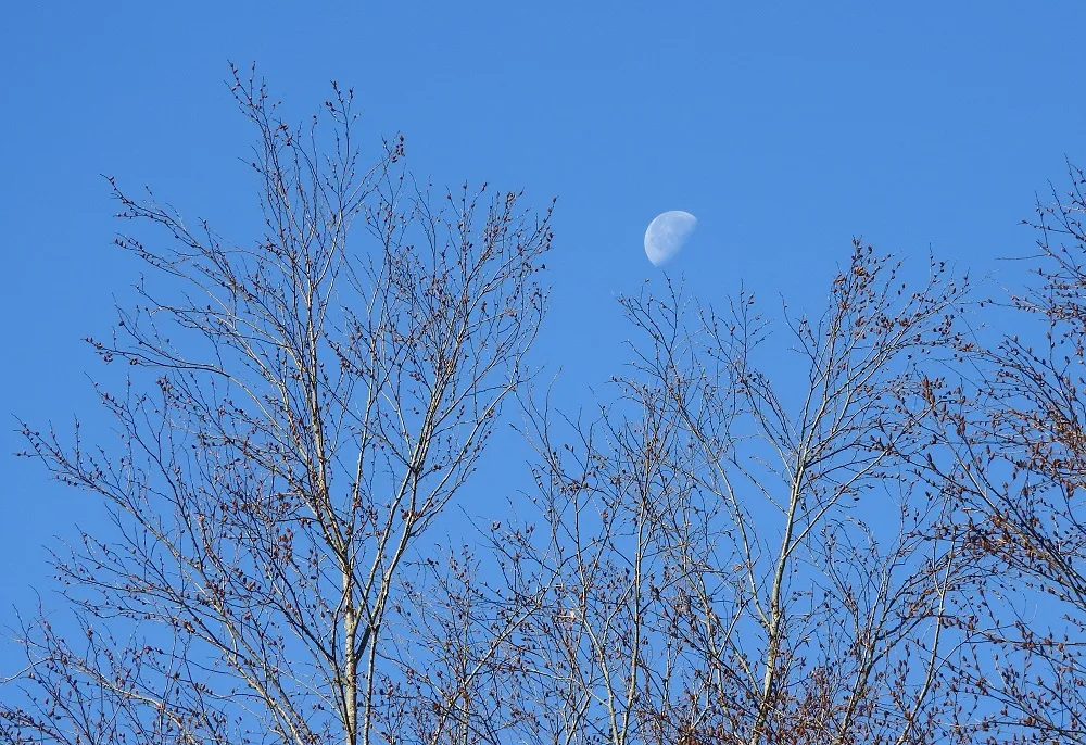 12 Last Quarter Moons