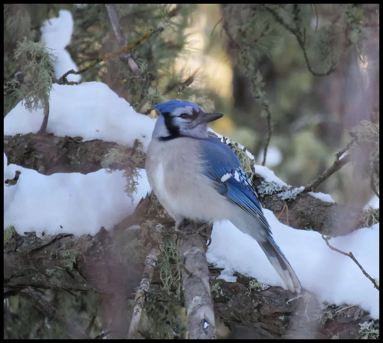 close up bluejay on pine branch with snow head turned backwards looking at me.JPG