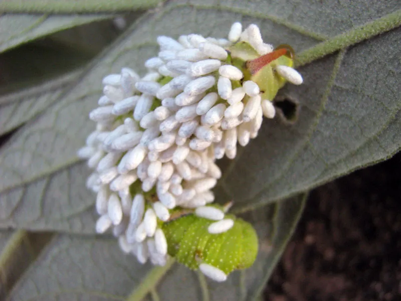 Silk_cocoons_of_parasitoid_wasps_on_Manduca_sexta_paphus,_Sphingidae_-_Flickr_-_Alex_Popovkin,_Bahia,_Brazil_(1).jpg