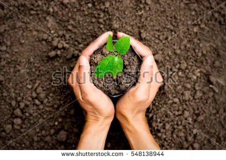 stock-photo-two-hands-of-the-men-was-carrying-a-bag-of-potting-seedlings-to-be-planted-into-the-soil-548138944.jpg