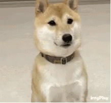untitled.gif