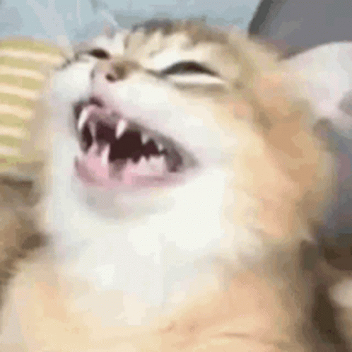 untitled.gif