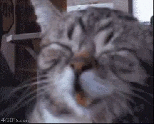 untitled.gif