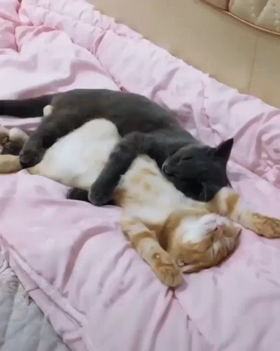 untitled.gif
