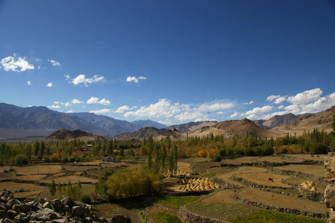 보리 추수 후 밭_1.jpg