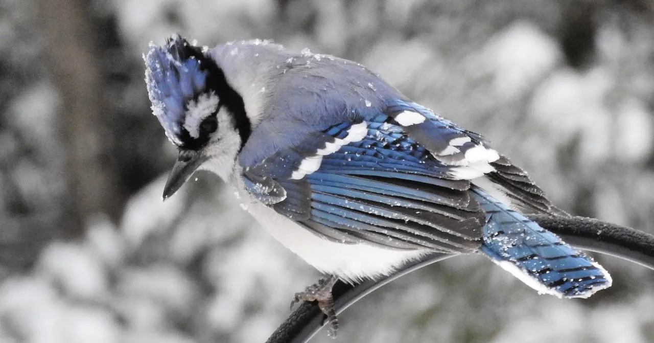17. Blue Jay shot for December 2017 calendar page.jpg
