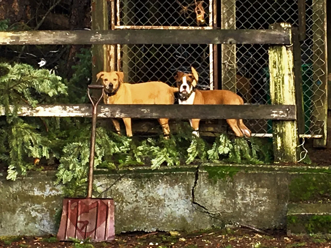 https://d1vof77qrk4l5q.cloudfront.net/img/d00k13-dogsofsteemit-jerry-patrolling-with-jaxx-duncan-british-columbia-canada-budysif4-1546645376444.jpg