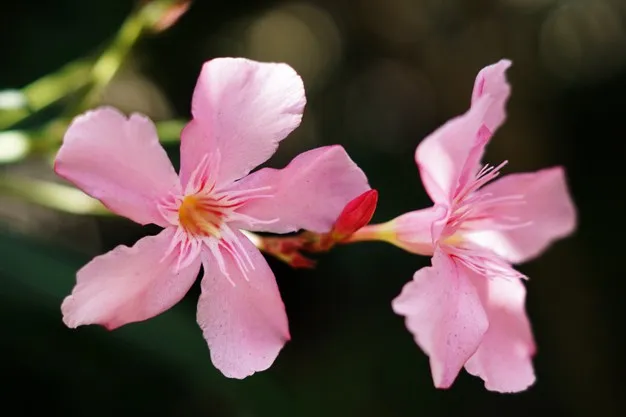 primer-plano-dos-flores-adelfa-rosa-luz-sol-fondo-borroso_181624-13583.jpg