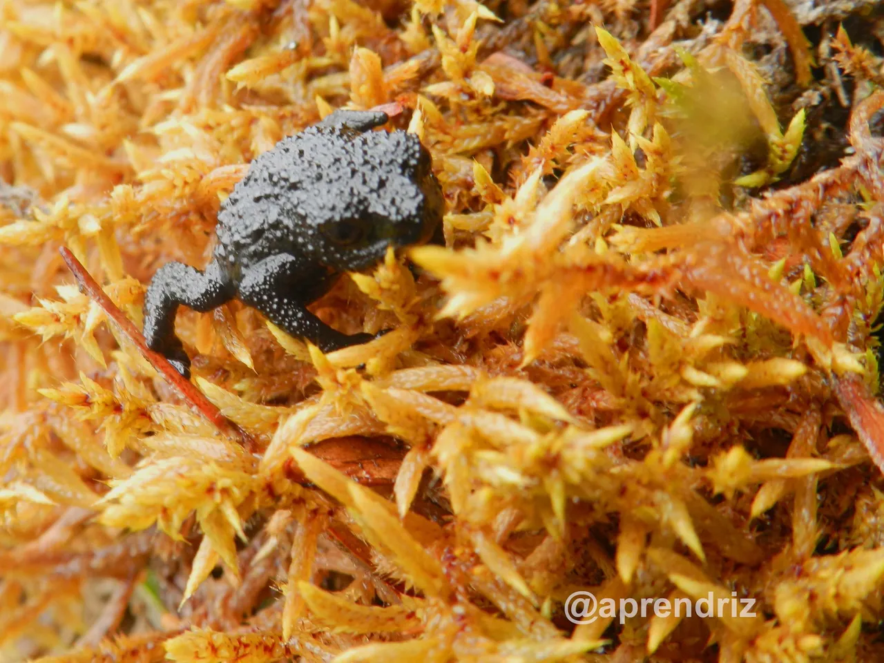 La rana del Roraima especie unica en el mundo copia.jpg