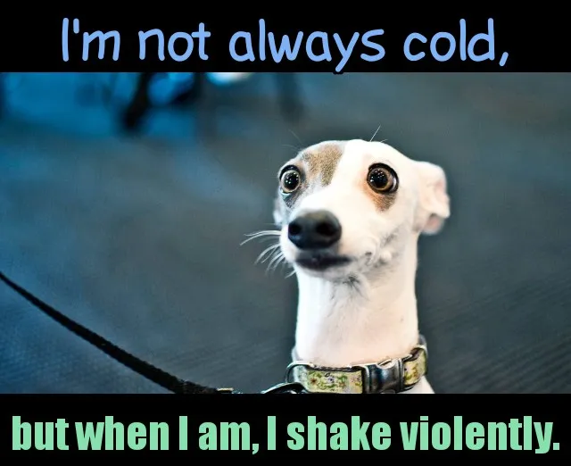 tinydog_most_fascinating.jpg