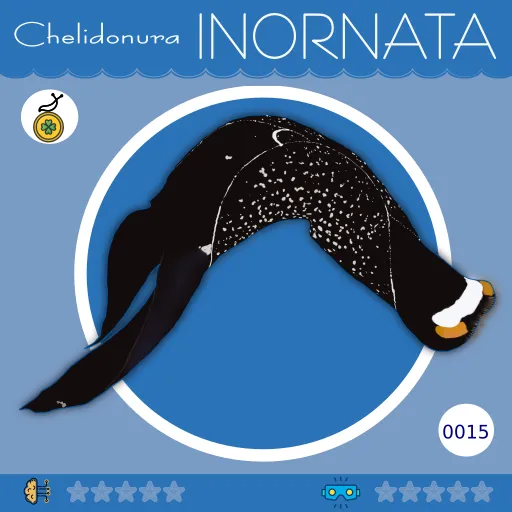 0015-ChelidonuraInornata.png