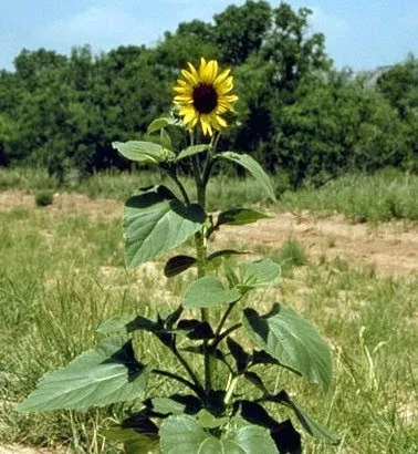 Sunflower-e1424703701589.jpg