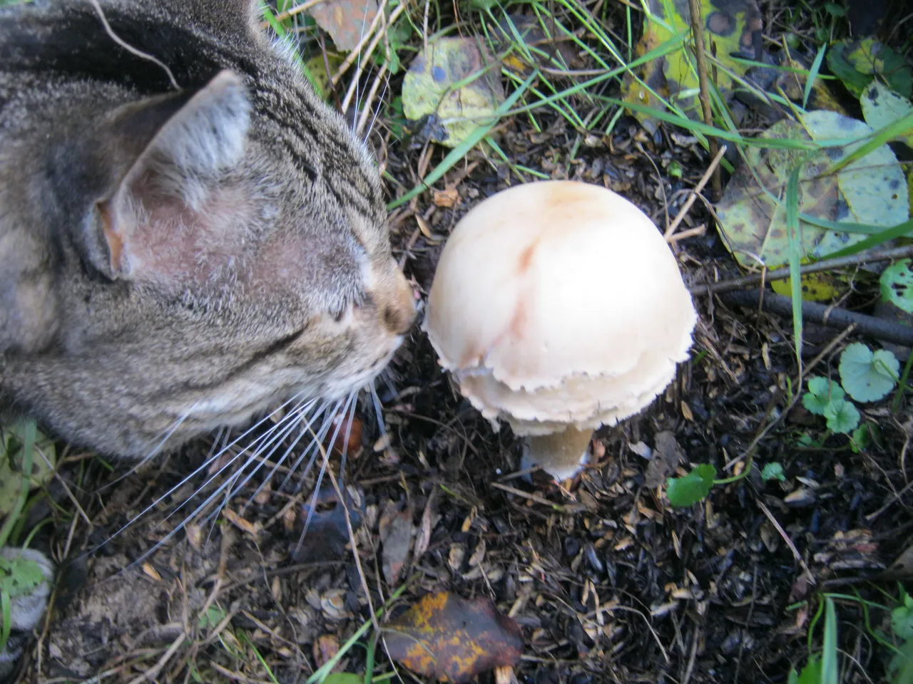 JJ smelling mushroom.JPG