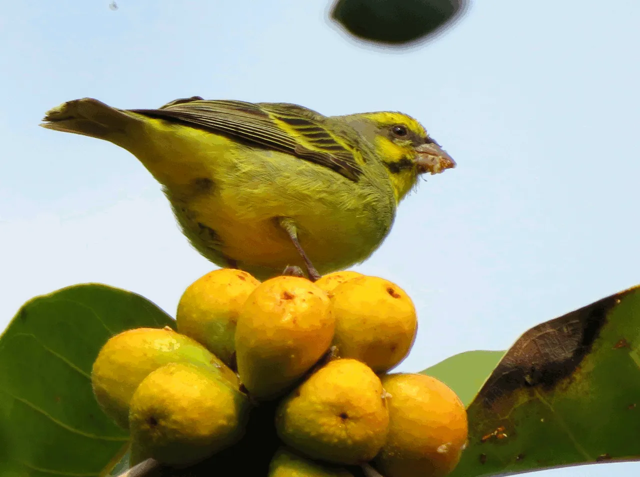 1105-YellowFrontedCanary.png