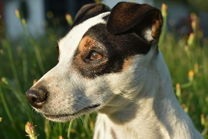 jack-russel-4315275__480.jpg