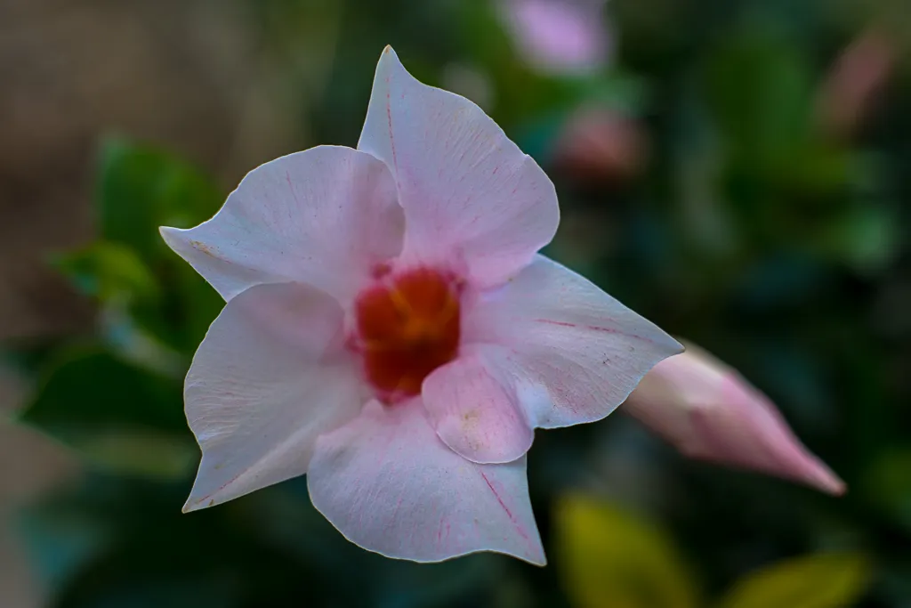 28-06-2018-flowers-06579.jpg