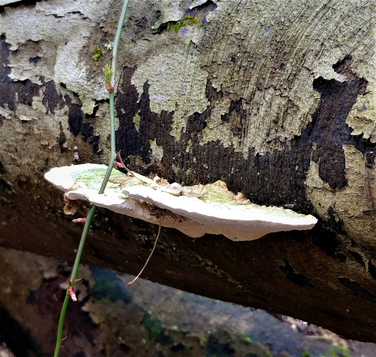 fungifriday3-6-2020-11ok.jpg