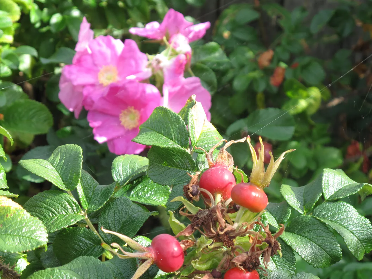 camera download 1526.JPG