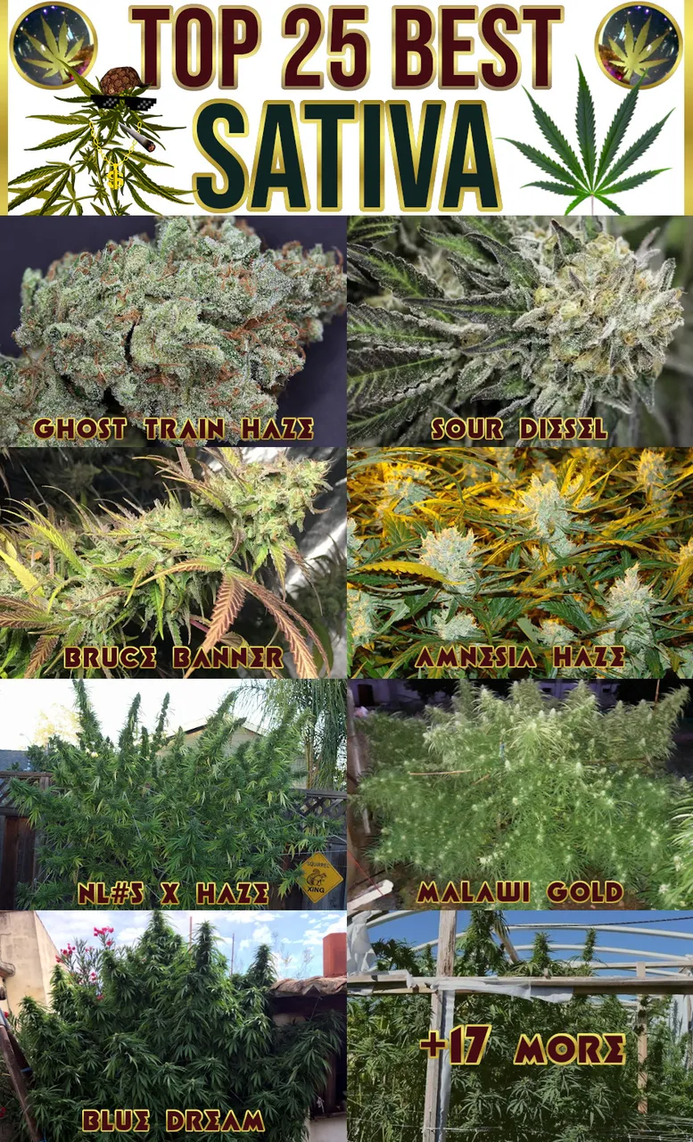 best-sativa-strains-2020.jpg