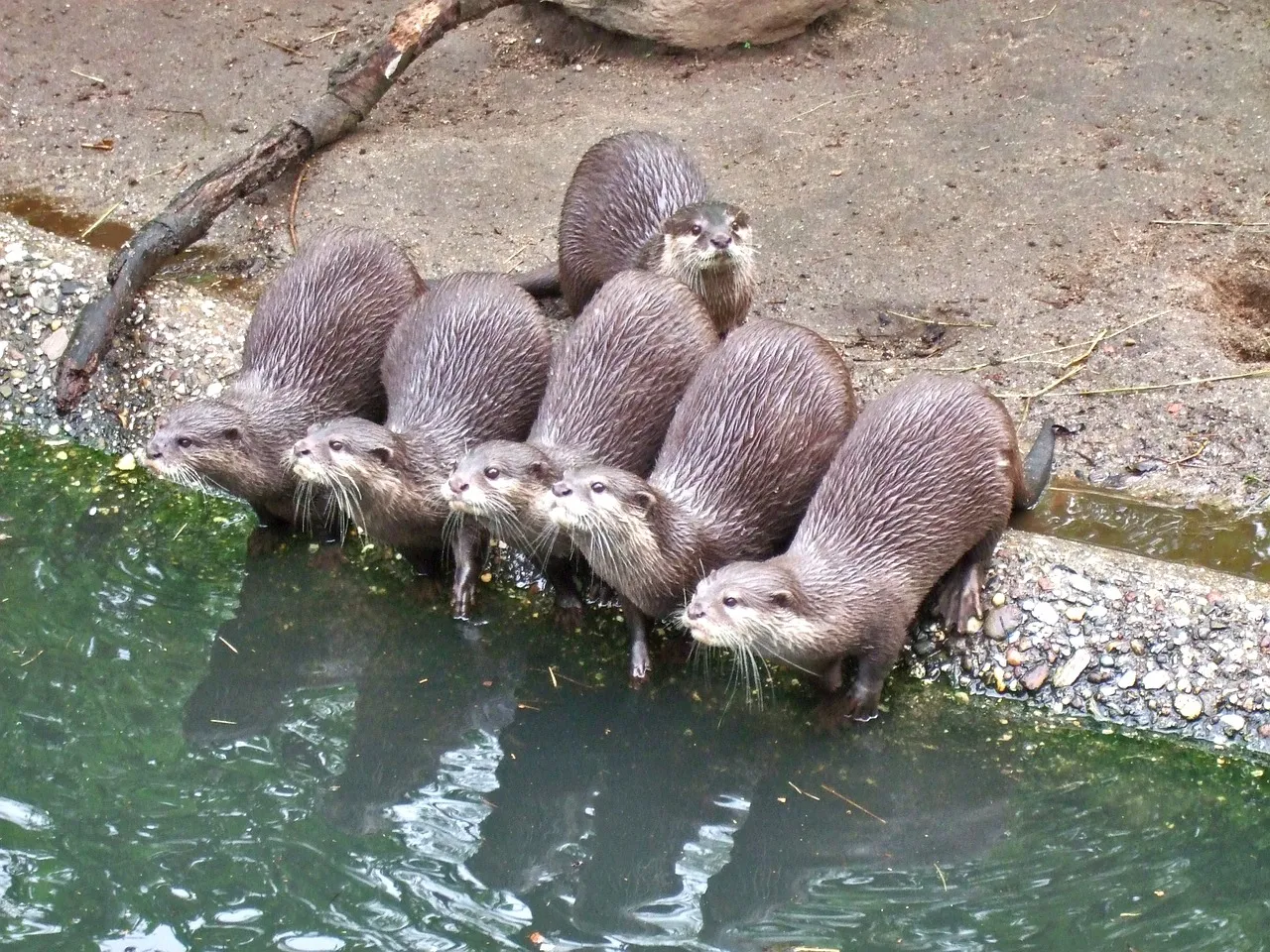 clawed-otter-107873_1280.jpg