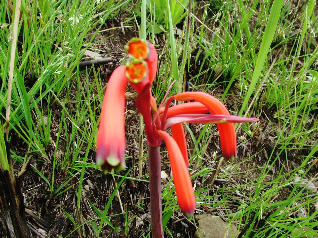 3042-Cyrtanthus tuckii.jpg