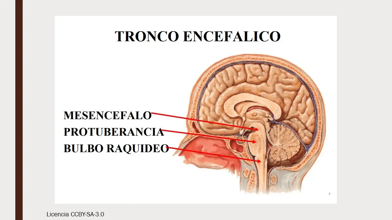 ANATOMIA DEL CEREBRO.jpg