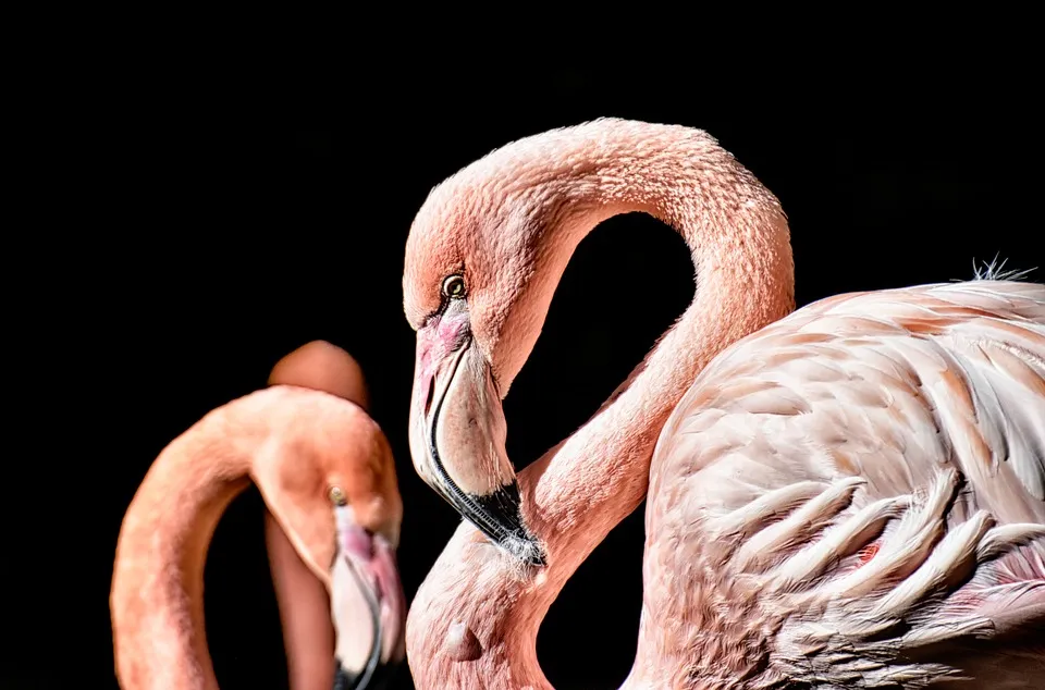 flamingo-3743094_960_720.jpg