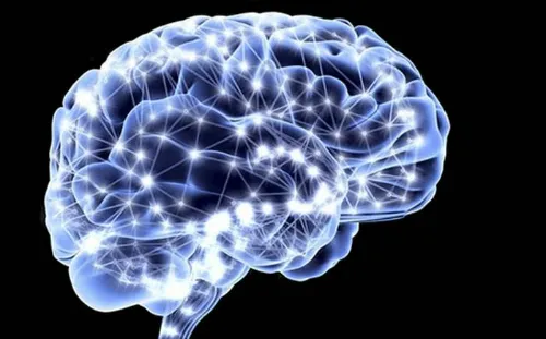 cerebro_reproduccion 2.jpg