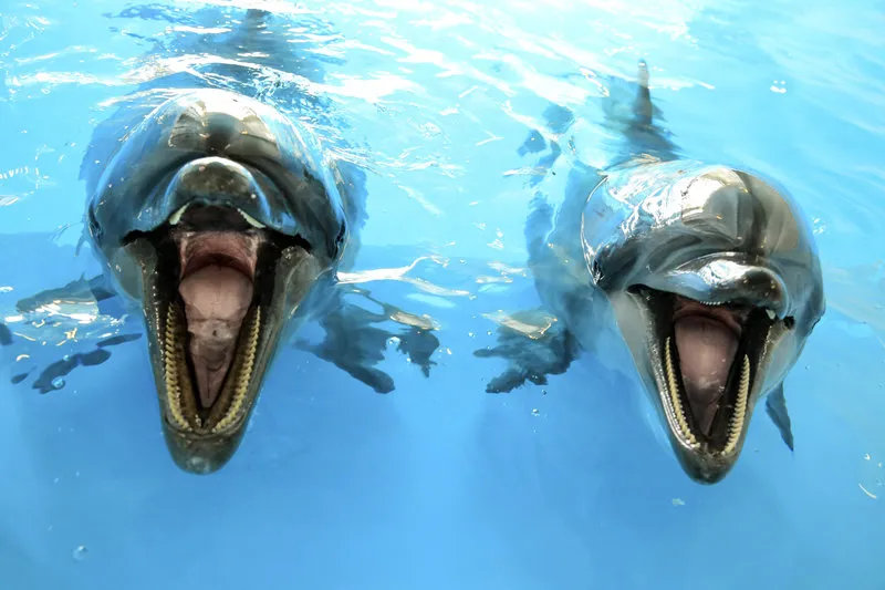close-up-of-two-dolphins.jpg