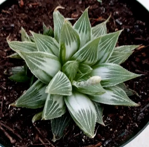 haworthia grey ghost.jpg