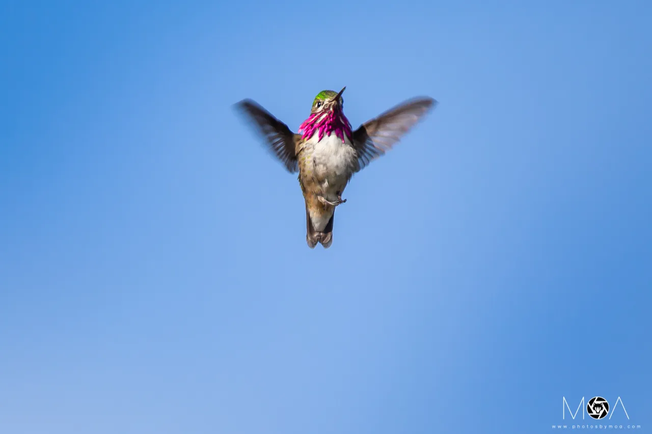 Calliope Hummingbird-2.jpg