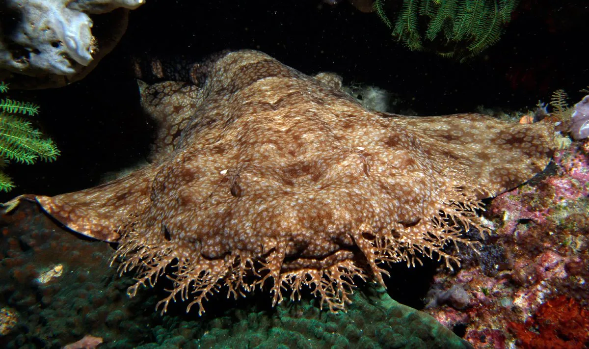 eucrossorhinus-dasypogon.jpg