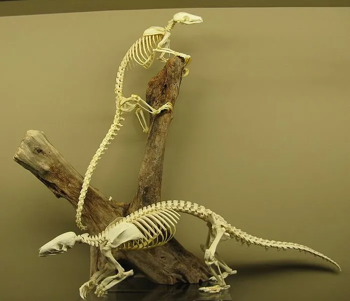 699px-Pangolin_skeletons.JPG