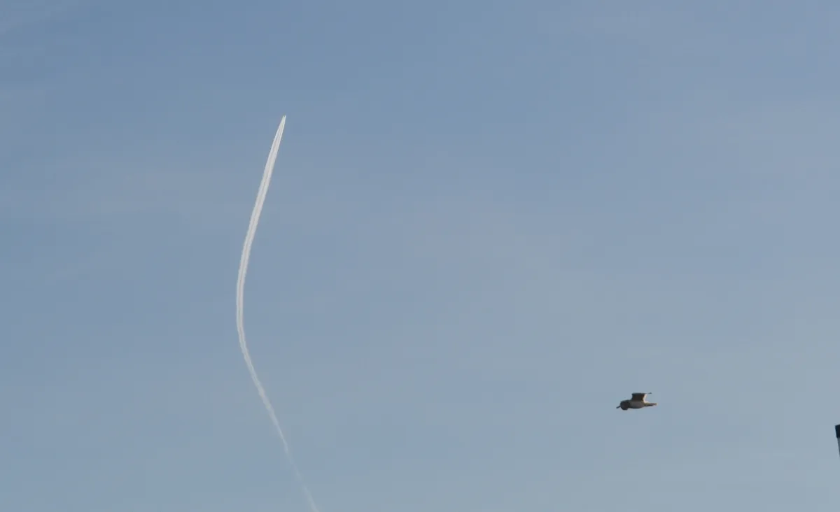105 bird and plane.jpg
