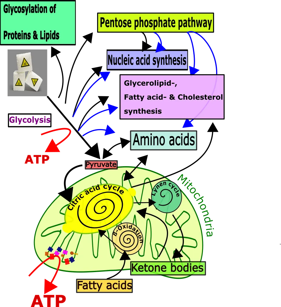 Biochemie II english.png